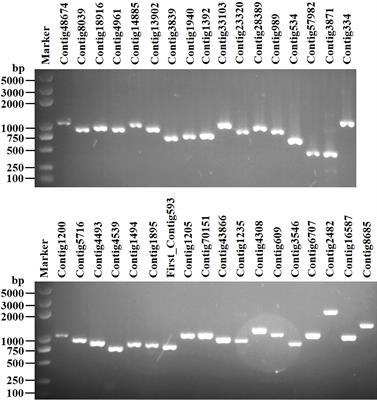 Virome analysis of an ectomycorrhizal fungus Suillus luteus revealing potential evolutionary implications